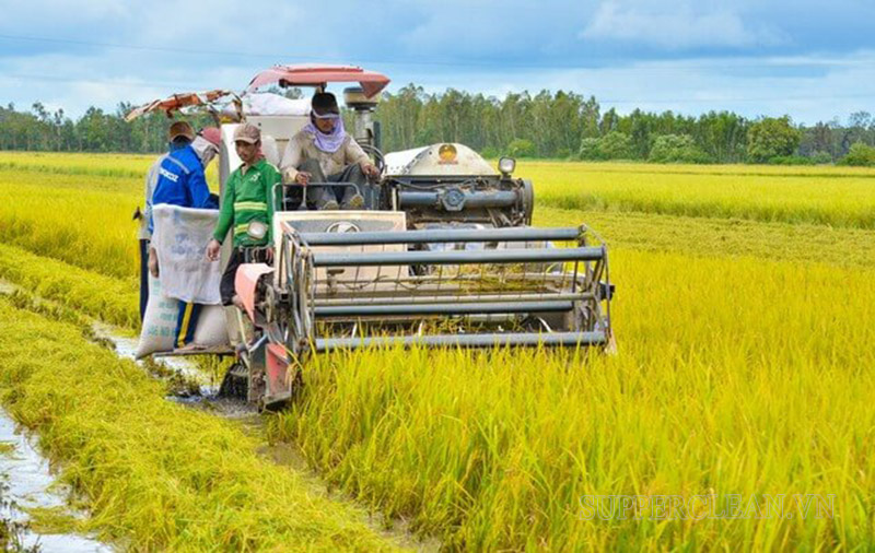 Việc sang nhượng, mua bán đất LUC cần đáp ứng các điều kiện đi kèm