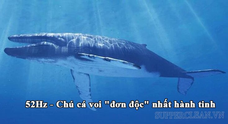52Hz hay 52Hz Whale là tên gọi của con cá voi khổng lồ có tần số tiếng kêu không giống với đồng loại