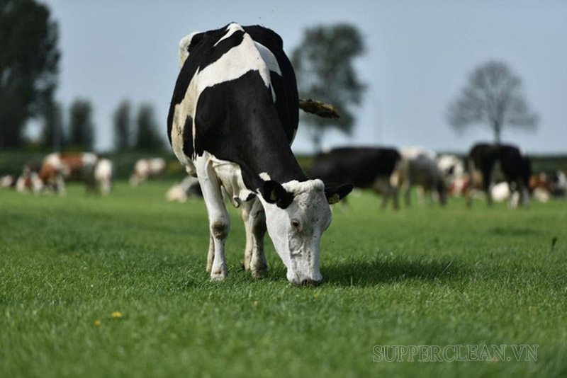 Bò lai F1 cho chất lượng và sản lượng sữa cao hơn giống bò nội địa