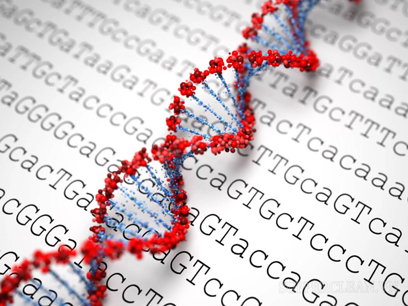 Cơ sở di truyền của hiện tượng ưu thế lai là tập trung các gen trội có lợi của bố mẹ vào thế hệ con lai F1