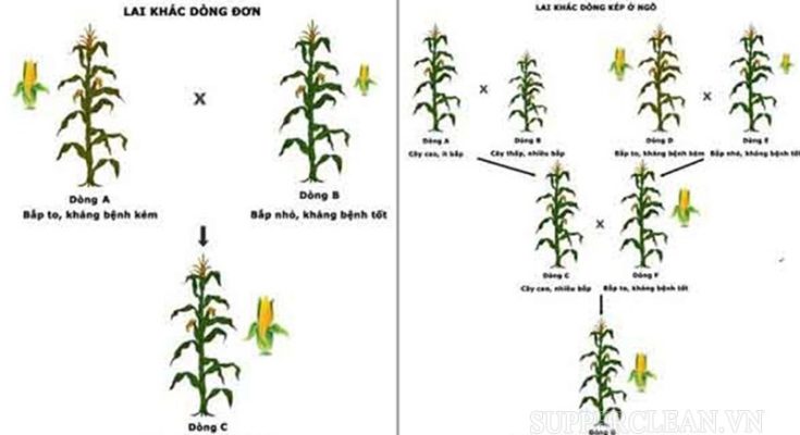 Sơ đồ lai khác dòng đơn và lai khác dòng kép ở ngô